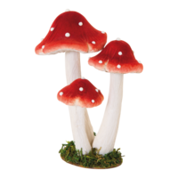 Group of fly agaric