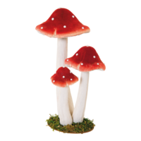Group of fly agaric