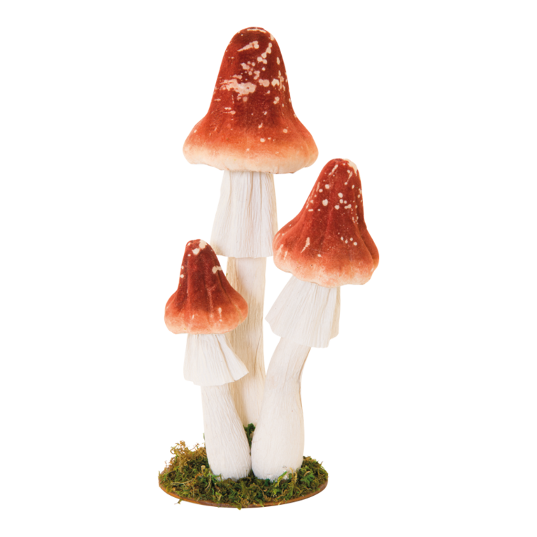 Group of forest mushrooms,