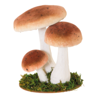 Group of birch mushrooms,