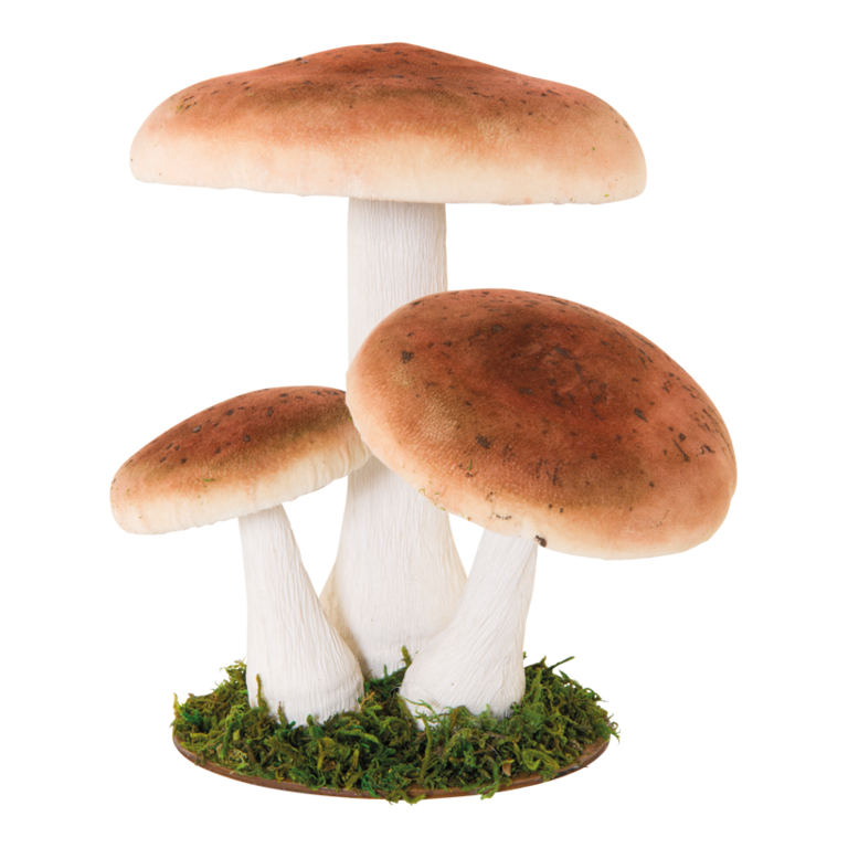 Group of birch mushrooms,