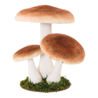 Group of birch mushrooms,