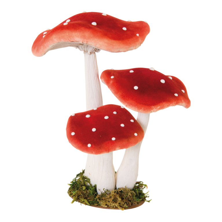 Group of fly agaric,