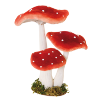 Group of fly agaric,