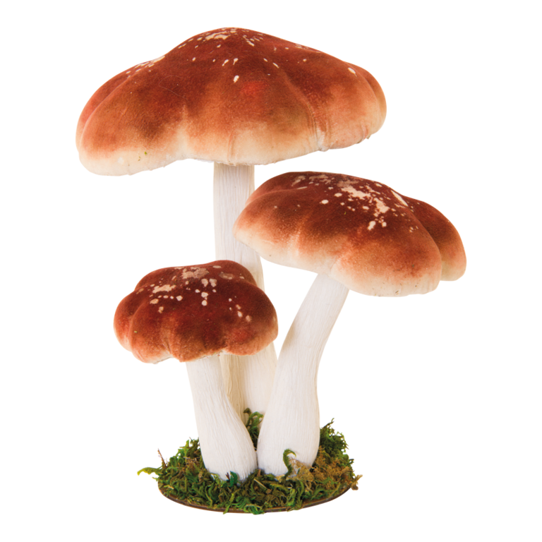 Group of stone mushroom,