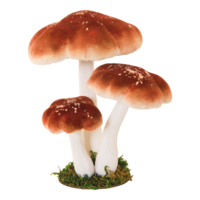 Group of stone mushroom,