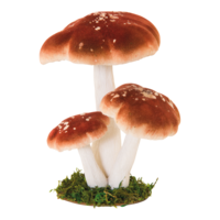 Group of forest mushrooms,
