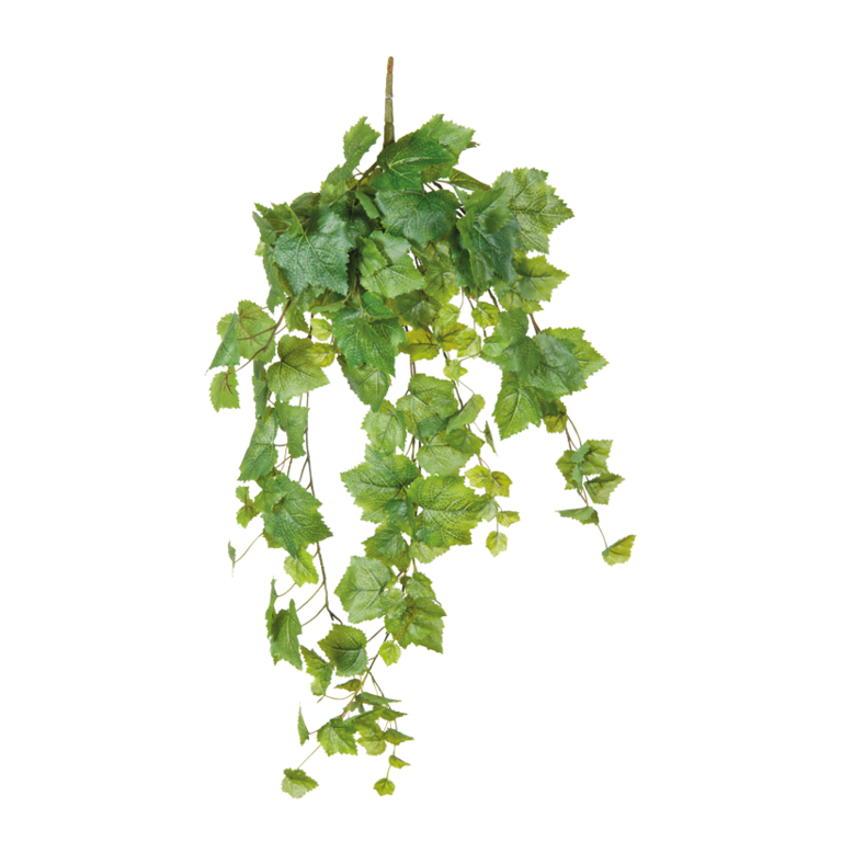 Grape leaf bush,
