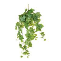 Grape leaf bush,