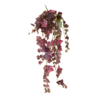 Grape leaf bush,