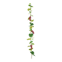 Grape garland,