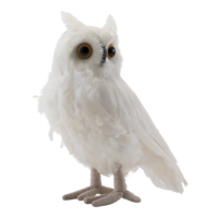 Owl,