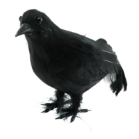 Crow