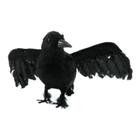 Crow