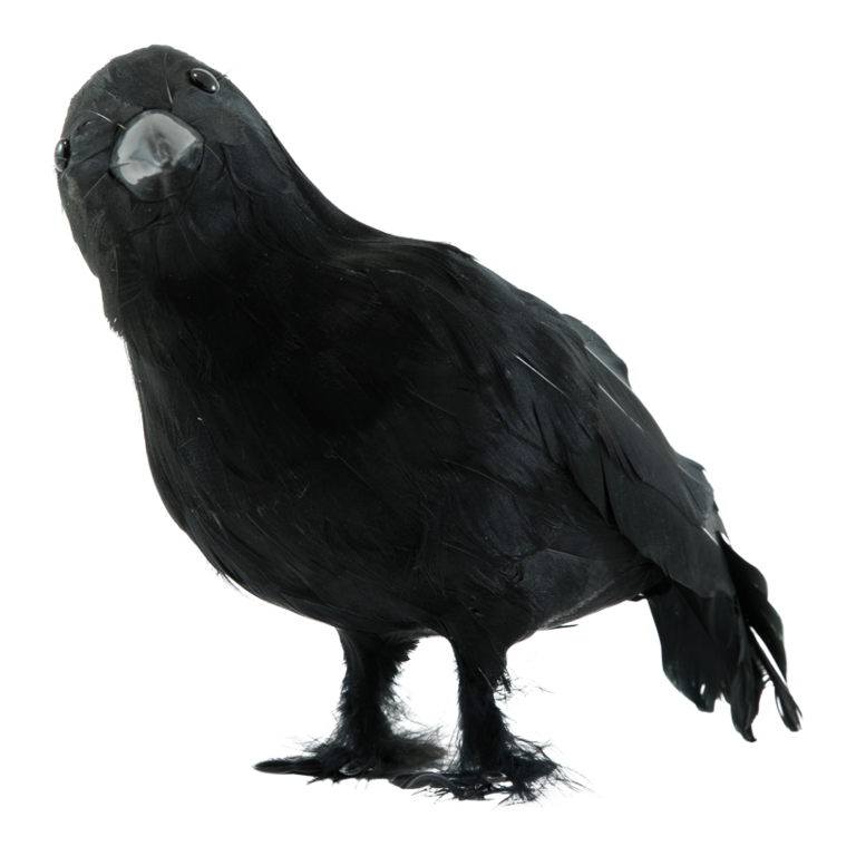 Crow