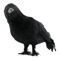 Crow