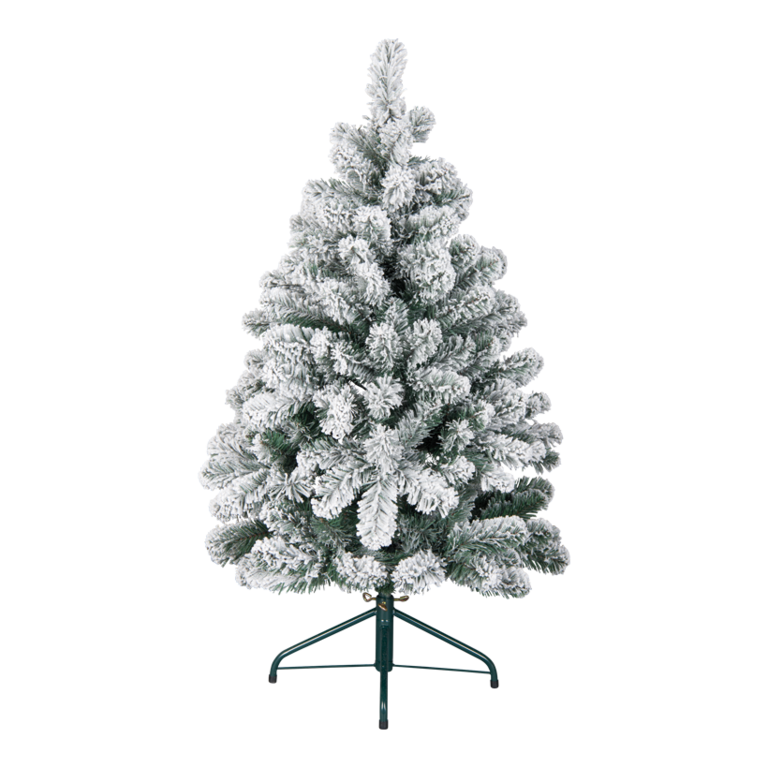 Noble fir,