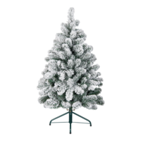 Noble fir,