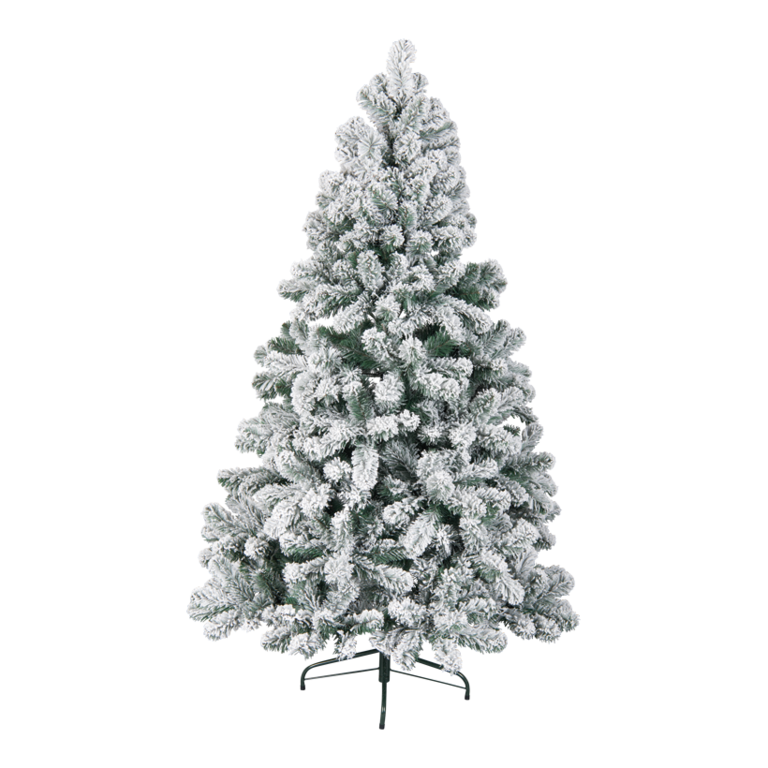 Noble fir,