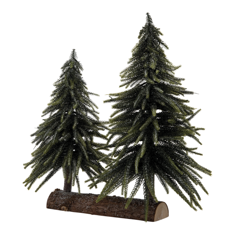 Noble fir,