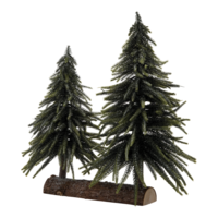 Noble fir,