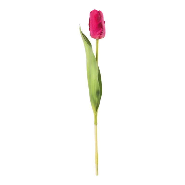 Tulip on stem,