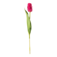 Tulip on stem,