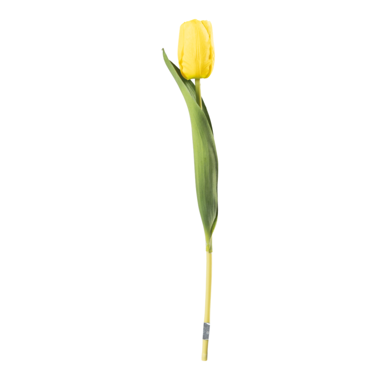 Tulip on stem,