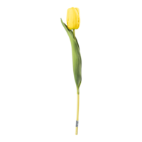 Tulip on stem,