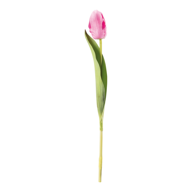 Tulip on stem,