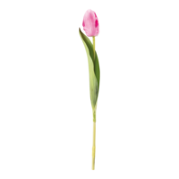 Tulip on stem,