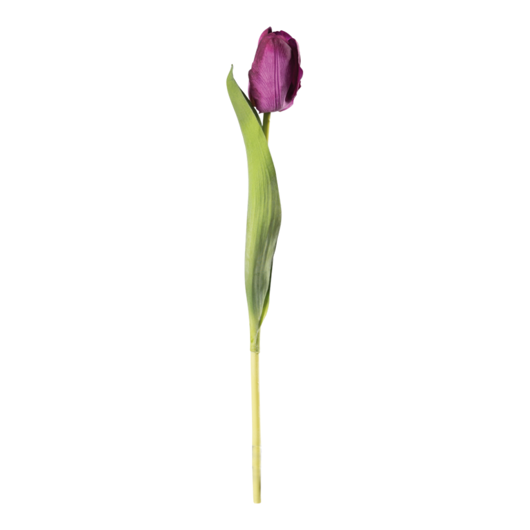 Tulip on stem,