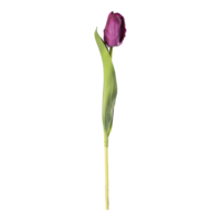 Tulip on stem,
