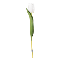 Tulip on stem,