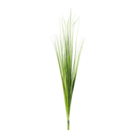 Grass bush,