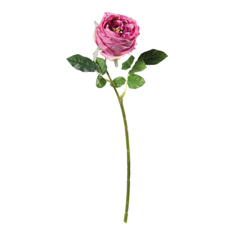 Rose,