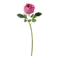 Rose,