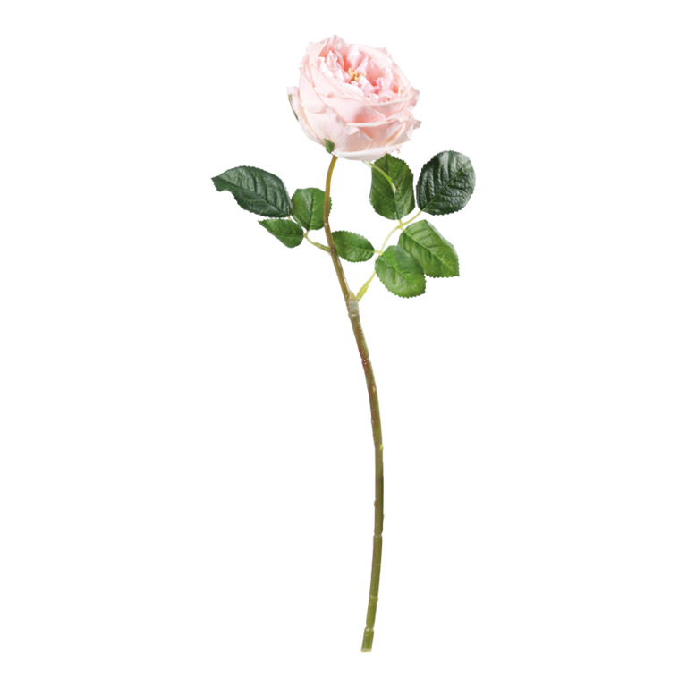 Rose,