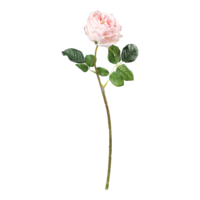 Rose,