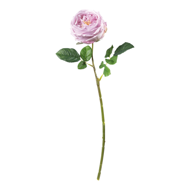 Rose,