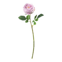 Rose,