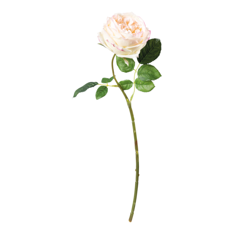 Rose,