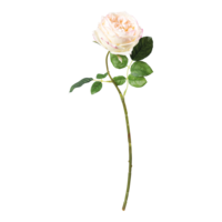 Rose,