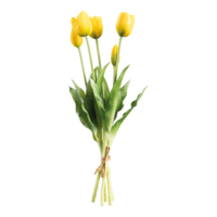 Tulip bunch,