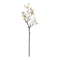 Magnolia spray,