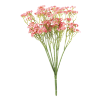 Babybreath bundle,