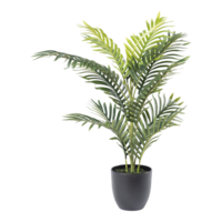 Areca palm,