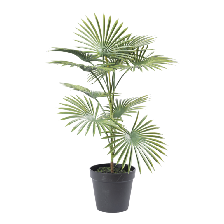 Palm in pot,