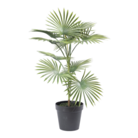 Palm in pot,