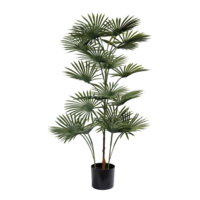 Palm in pot,